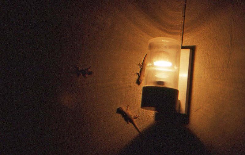 WT 0800 130-25 Thailand Chiang Mai.jpg